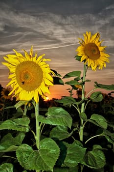 Sunflower field in the sunset