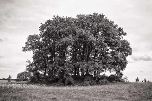 Rügen landscape with a tumulus, island of Rügen