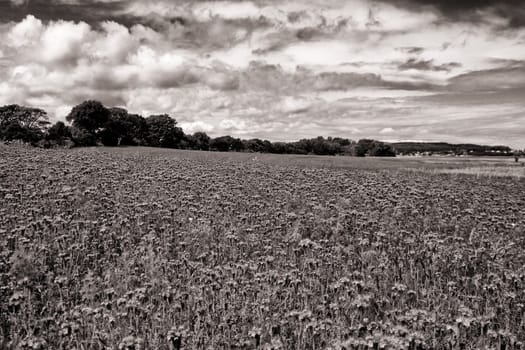 Phacelia field near Moritzdorf, Ruegen island
