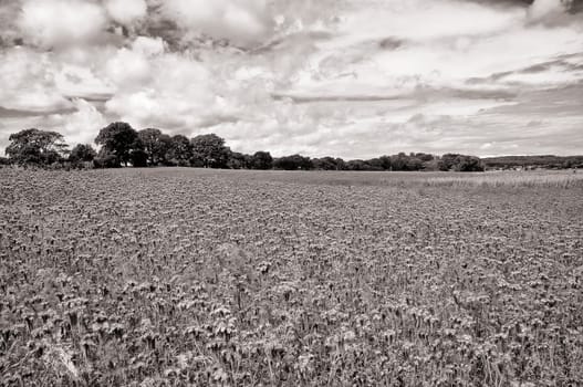 Phacelia field near Moritzdorf, Ruegen island