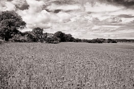 Phacelia field near Moritzdorf, Ruegen island