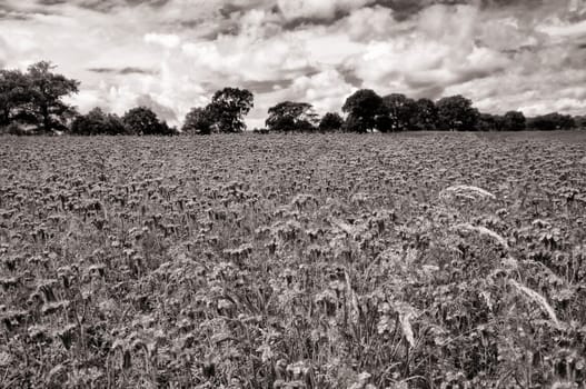 Phacelia field near Moritzdorf, Ruegen island