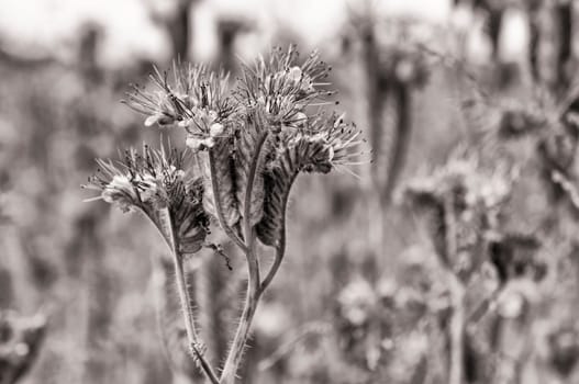 Phacelia plant