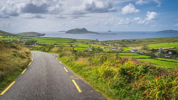 Wildflowers blooming at spring near road leading to Dunquin village. Beautiful panoramic view on Dingle Peninsula, Wild Atlantic Way, Kerry, Ireland