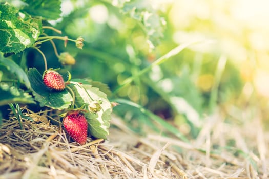 Fresh red organic strawberries lying in straw, text space