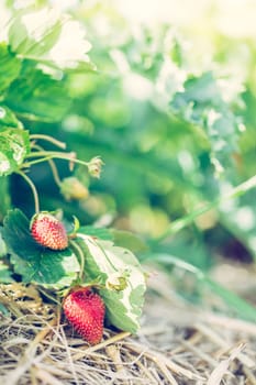 Fresh red organic strawberries lying in straw, text space