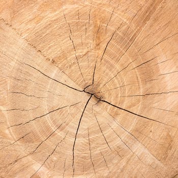 Texture of a wooden cut, brown rustic wood, closeup