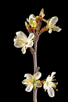 Detail shot of a branch of the plum tree with flowers, buds and leaves isolated on black