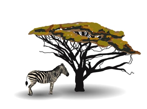 ETHNIC TREND. PAINTING IN AFRICAN STYLE. zebra in the savannah. African animal isolated on white background. Vector illustration.
