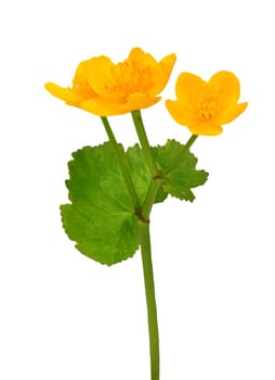 Bloom of  True forget-me-not isolated