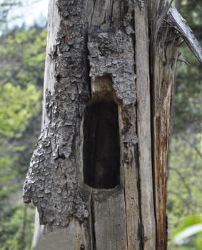 Woodpecker cave in a dead tree stump