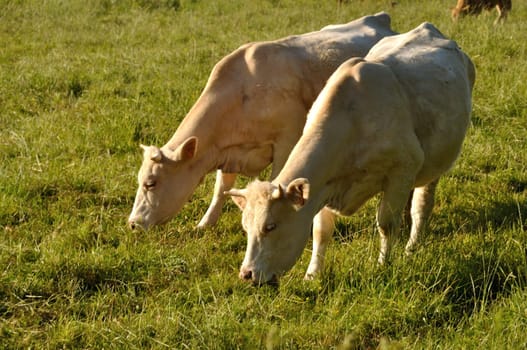 Norman cow  in meadows