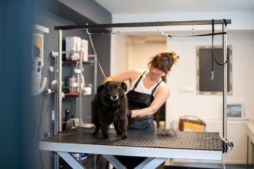 professional pet hairdresser hipster woman with tattoos cutting fur of cute black dog in beauty salon for animals