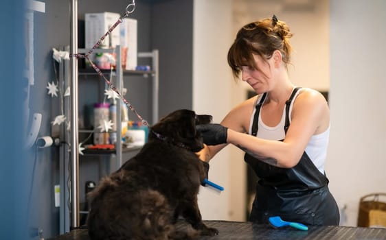 professional pet hairdresser hipster woman with tattoos cutting fur of cute black dog in beauty salon for animals