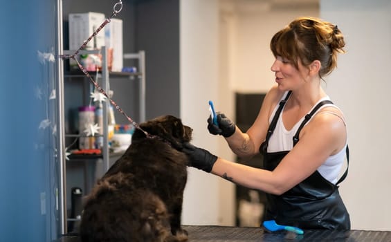 professional pet hairdresser hipster woman with tattoos cutting fur of cute black dog in beauty salon for animals