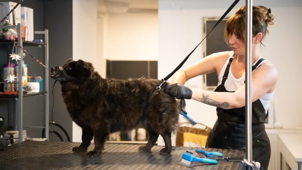 professional pet hairdresser hipster woman with tattoos cutting fur of cute black dog in beauty salon for animals