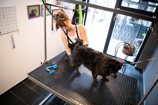professional pet hairdresser hipster woman with tattoos cutting fur of cute black dog in beauty salon for animals