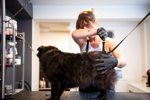 professional pet hairdresser hipster woman with tattoos cutting fur of cute black dog in beauty salon for animals