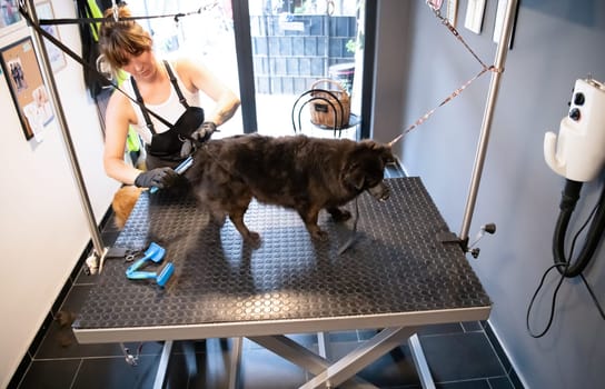 professional pet hairdresser hipster woman with tattoos cutting fur of cute black dog in beauty salon for animals