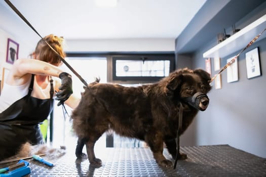 professional pet hairdresser hipster woman with tattoos cutting fur of cute black dog in beauty salon for animals