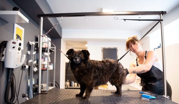 professional pet hairdresser hipster woman with tattoos cutting fur of cute black dog in beauty salon for animals