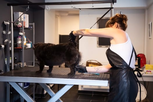 professional pet hairdresser hipster woman with tattoos cutting fur of cute black dog in beauty salon for animals