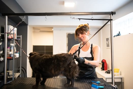 professional pet hairdresser hipster woman with tattoos cutting fur of cute black dog in beauty salon for animals