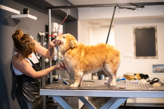 professional pet hairdresser hipster woman with tattoos cutting fur of cute yellow dog in beauty salon for animals
