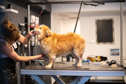 professional pet hairdresser hipster woman with tattoos cutting fur of cute yellow dog in beauty salon for animals