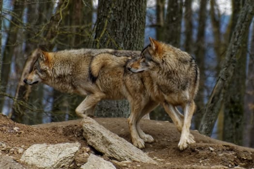 Timber Wolf