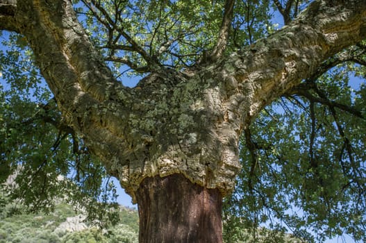Cork oaks trunks after cork harvest or saca. Selective focus. Forestry at mediterranean forest concept