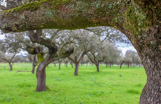Holm oak branch loaded with lichens and moss in winter. Selective focus