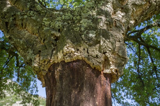 Cork oaks trunks after cork harvest or saca. Selective focus. Forestry at mediterranean forest concept