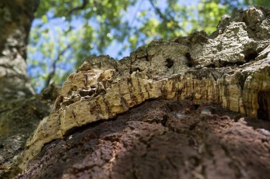 Cork oaks trunks after cork harvest or saca. Selective focus. Forestry at mediterranean forest concept