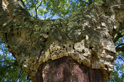 Cork oaks trunks after cork harvest or saca. Selective focus. Forestry at mediterranean forest concept