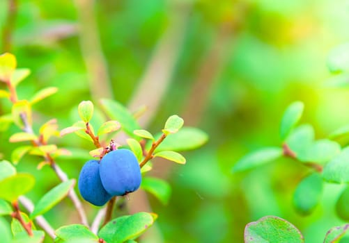 The Fresh Organic Blueberries on the bush. close up