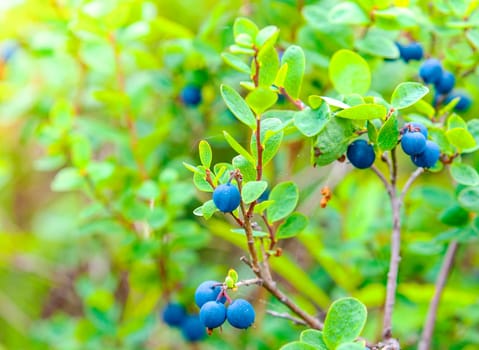 The Fresh Organic Blueberries on the bush. Close up