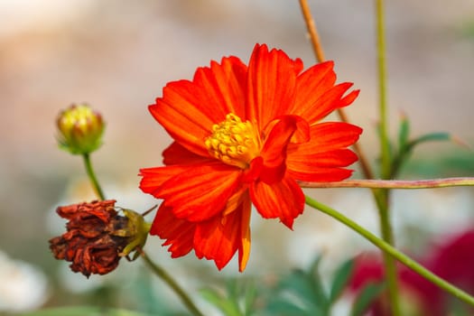 beautiful wild flower in forest, nature background