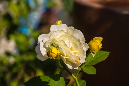 close up beautiful flowering roses in the garden