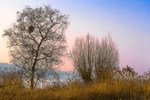 Ash and wicker pasture at Lake Sempach