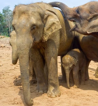 Elephants family at Pinnawala Elephants Orphanage. Sri Lanka