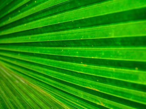 the Green Leaf Texture background with light behind.