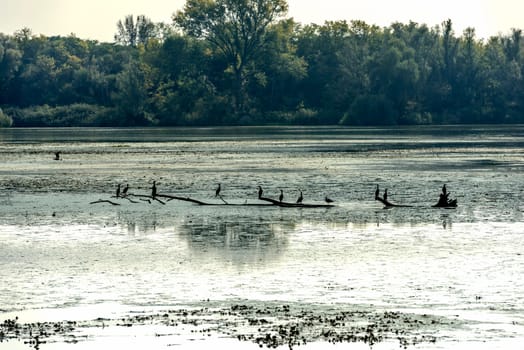 Cormorans at rest on branch emerged from swamp in Mincio lake Park around Town, shot in bright fall light at Mantua, Italy.