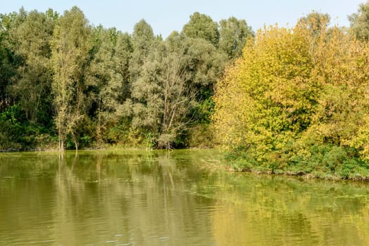 thick vegetation on green shores of Mincio river, shot in bright autumn sun light near Mantua, Lombardy, Italy.
