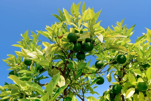 detail of green lemons on tree on lake side at touristic village on Garda lake, shot in bright fall light at Gargnano, Brescia, Italy.