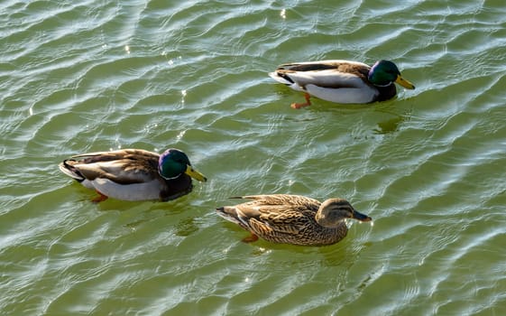 two male mallards and a female one on waters of Verbano lake, shot in bright winter light at Angera, Verbano, Varese, Lombardy, Italy.