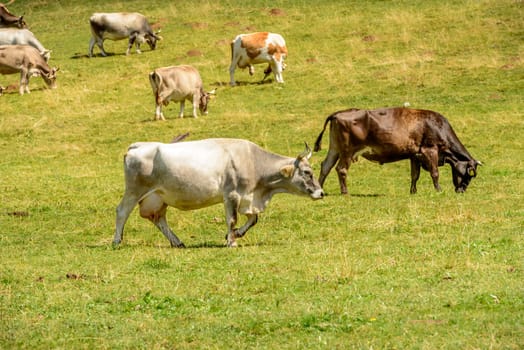 herd of cows on green grass of alpine pasture, shot in bright summer light at Cainallo Alp, Lecco, Lombardy, Italy.