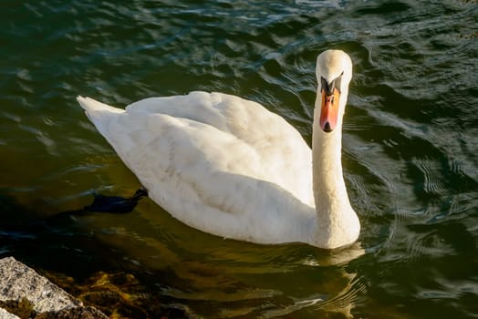 swan floating on waters of Verbano lake, shot in bright winter light at Angera, Verbano, Varese, Lombardy, Italy.