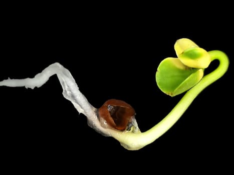 Daikon sprout in a closeup