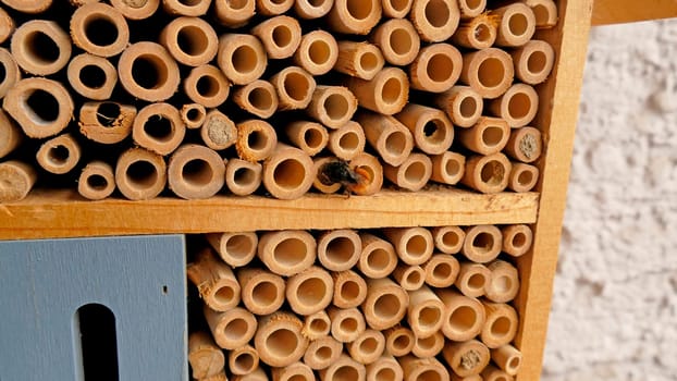 orchid bee closes its brood cavity in an insect hotel in Germany